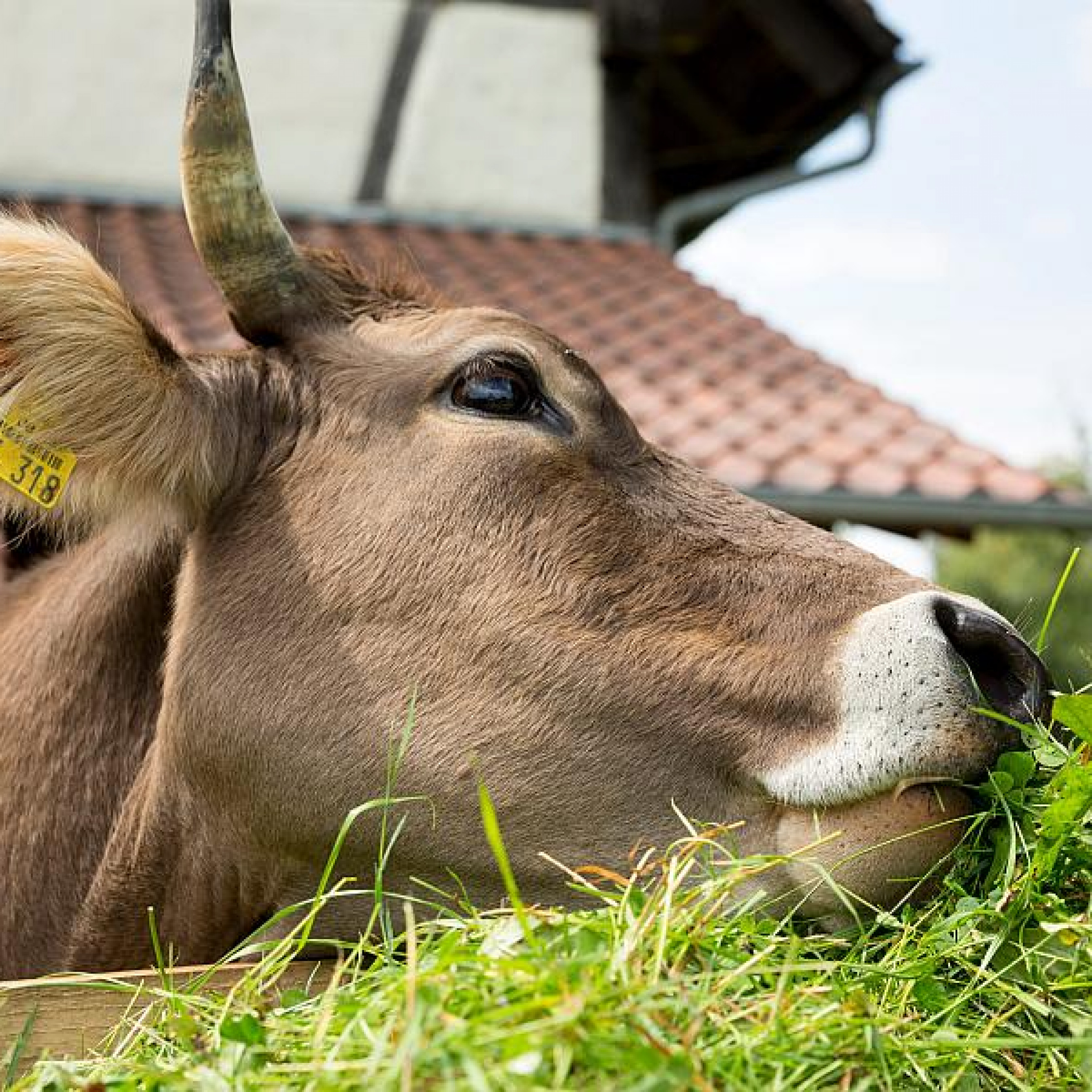 „Landwirtschaft früher“: Familienführungen im Museumsdorf